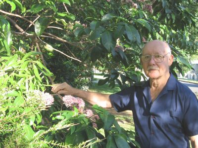 John with Pink Euodia (Melicope elleryana)